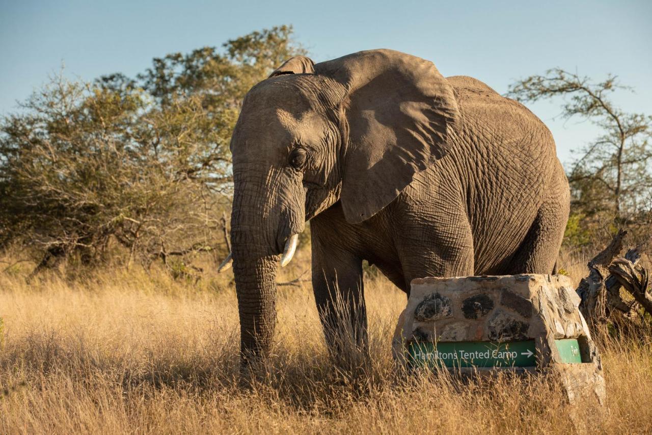 Hamiltons Tented Camp Mluwati Concession Kültér fotó
