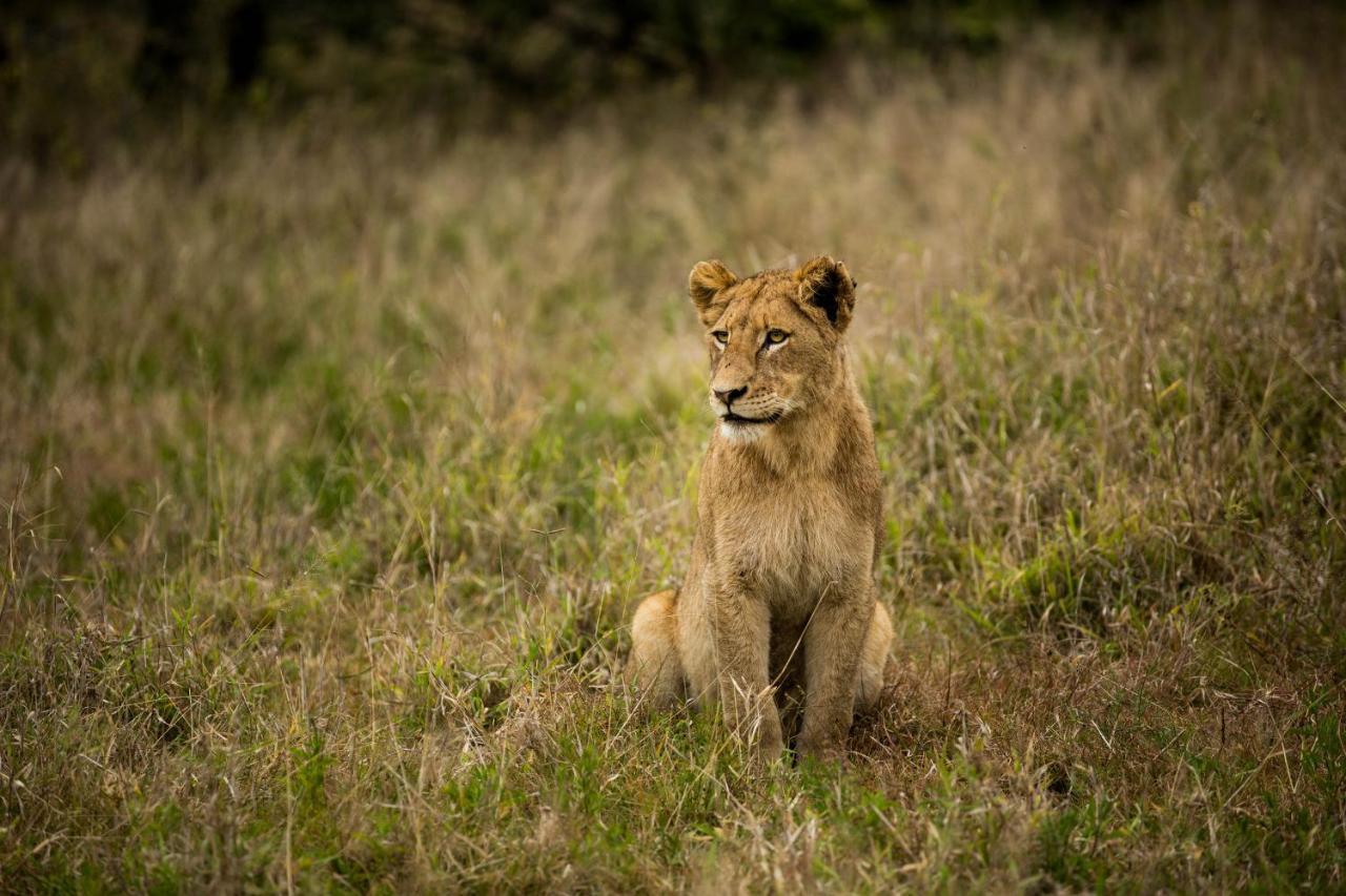 Hamiltons Tented Camp Mluwati Concession Kültér fotó